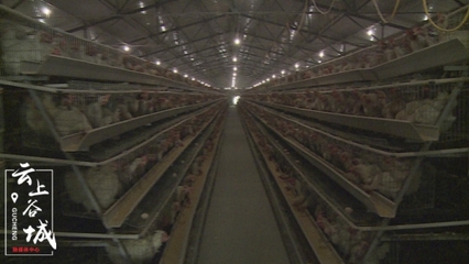 市领导深入谷城调研高致病性禽流感防控工作 确保家禽市场安全稳定