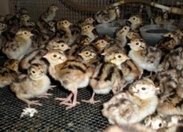 上海家禽养殖与销售市场分析 挑战、机遇与前景