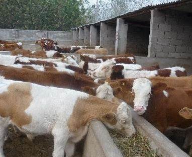 优质畜种一站式采购指南 波尔山羊、小尾寒羊、肉牛犊等畜种介绍与长沙家禽销售平台推荐