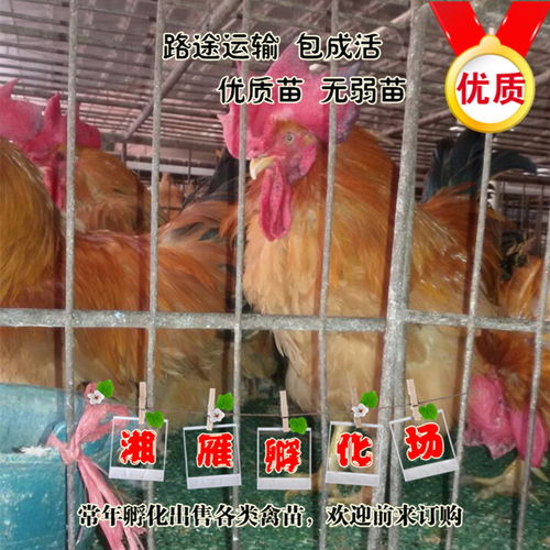 湖南广西地区优质快大黄鸡苗批发，笼养圈养成活率高，家禽销售