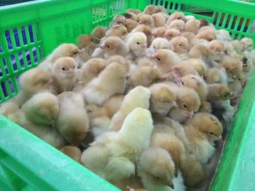 广西家禽销售难问题基本缓解，养殖户喜迎市场回暖