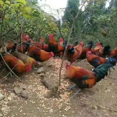 长期供应黑脚放养鸡，品质上乘的家禽选择