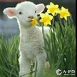 十堰市郧阳区云庭养殖专业合作社 家禽销售助力乡村振兴