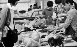 H7N9禽流感重创海南家禽业 养殖户面临严重亏损困境