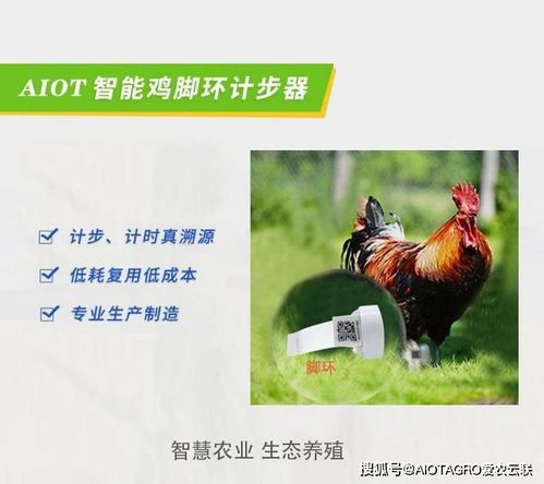 跑步鸡计步器脚环 生态散养与认养溯源引领家禽销售新模式