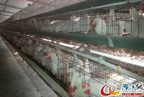 80后小伙养鸡致富，帮扶乡邻同奔小康之路