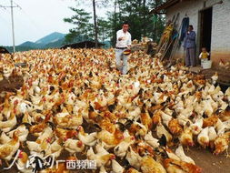 农行岑溪支行助力三黄鸡规模养殖，开拓国际家禽销售新篇章