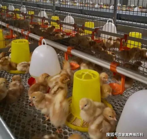 新冠疫情对家禽业的打击 销售困境与行业挑战