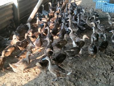 淘汰鸭与老母鸭 养殖户直销的优势与市场潜力